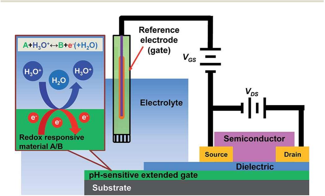Schematic of an ect-based ph sensor and its sensinc