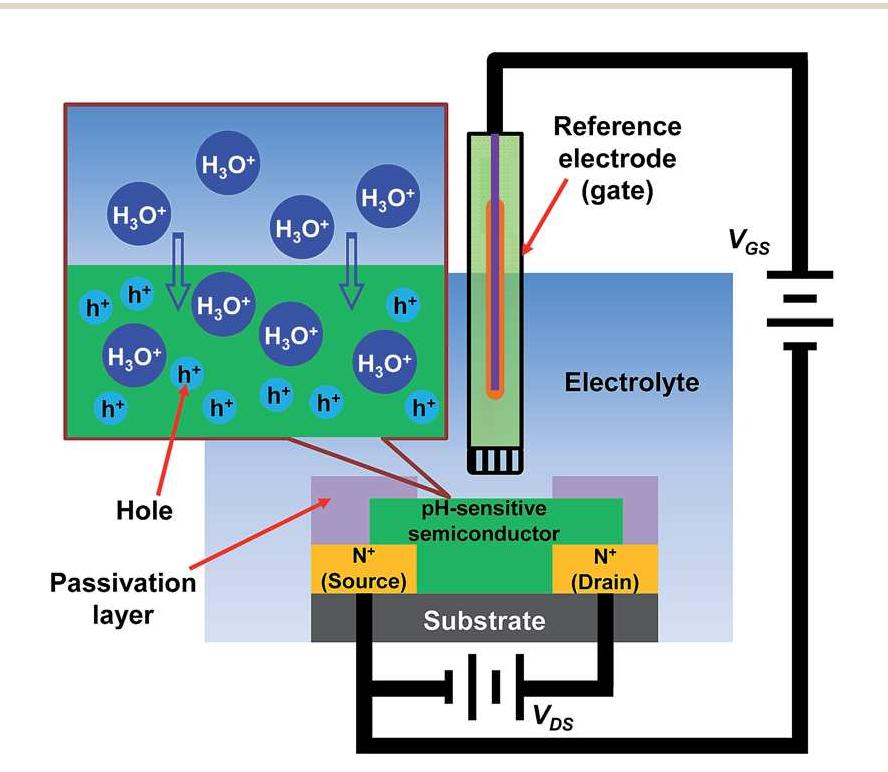 Schematic of an ect-based ph sensor and its sensinc