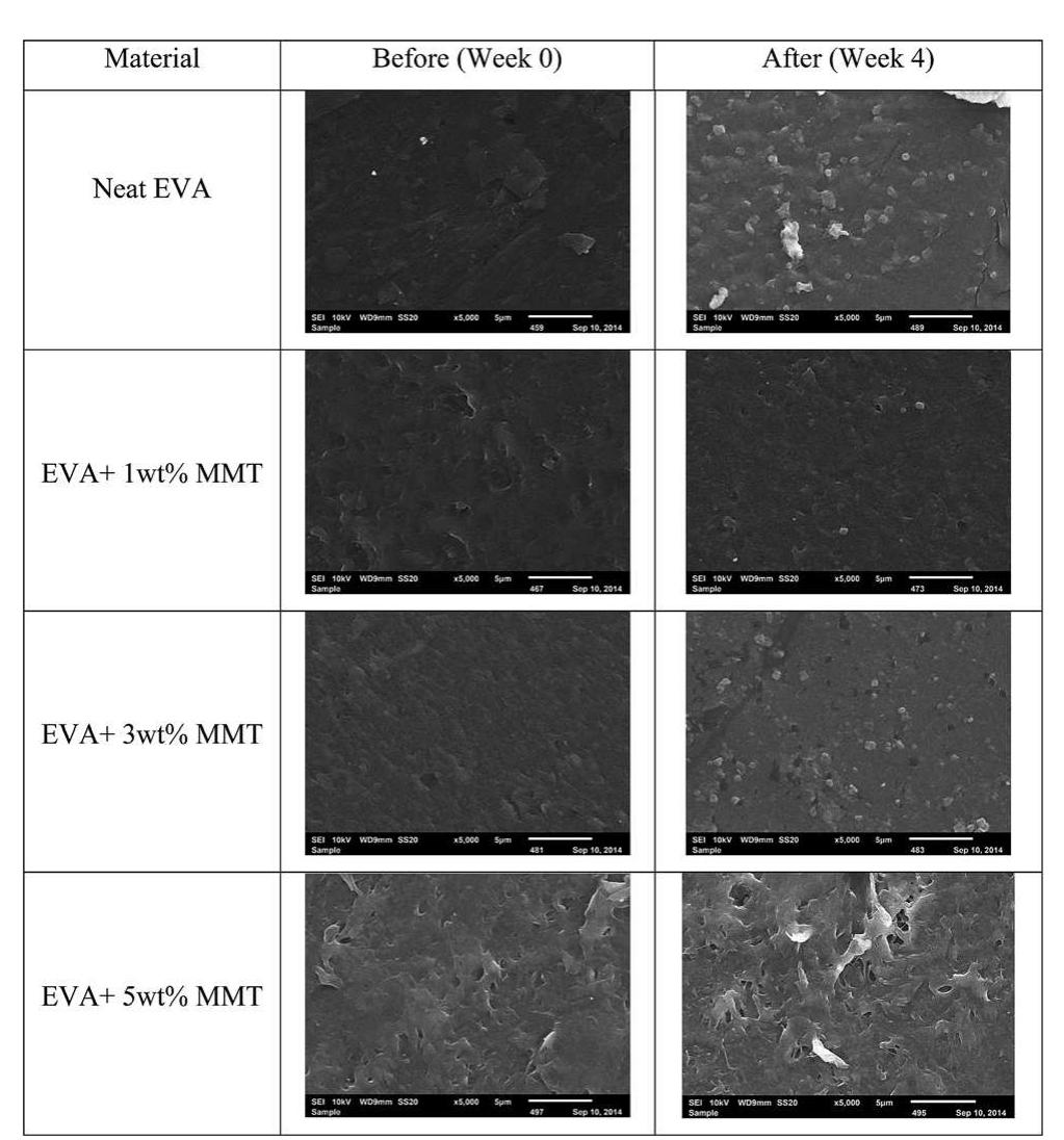 Sem images of neat eva and eva nanocomposites, before and