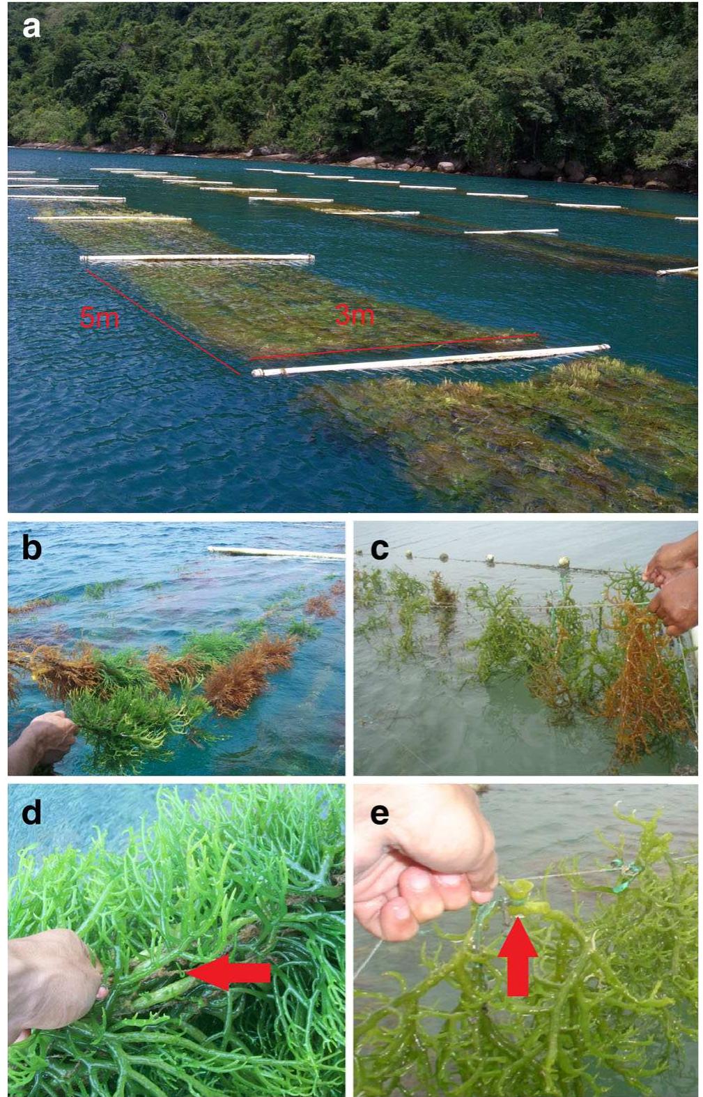 Netting Method (PDF) The efficiency of tubular netting method of cultivation for ...