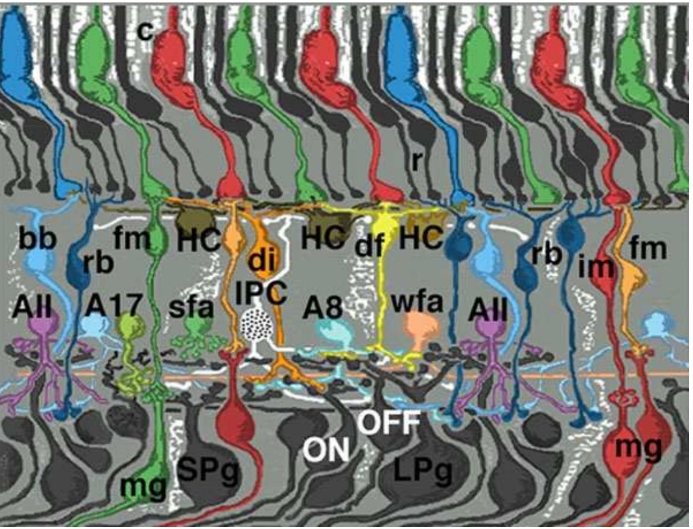 Retina Pattern This schematic view depicts the different retinal cells and