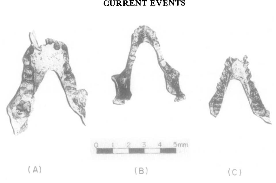(PDF) New primate fossils from the Middle Miocene of Maboko Island, Kenya