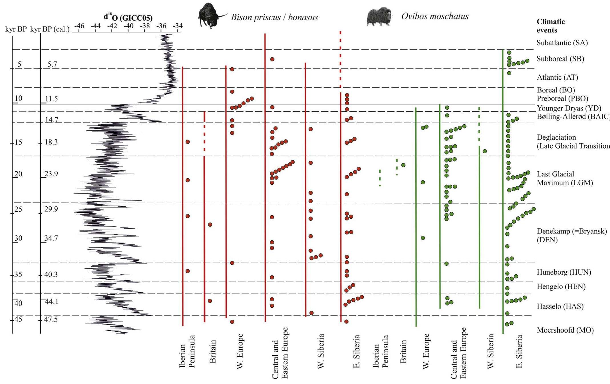 Fig. 6. Plot showing the direct radiocarbon dates of the primitive bison/wisent (B. priscus/bonasus) and the musk ox (0. moschatus) for the different geographical areas. The bai show the estimates of survival for the species in different parts of N. Eurasia based data obtained using all possible dating methods. The “'80 curve is based on the Greenland Ic Core Chronology 2005 (GICCO5). 