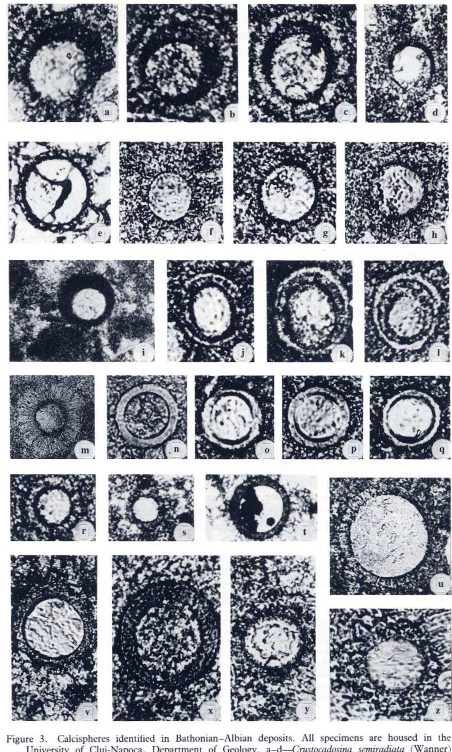 Calcispheres (PDF) Calpionellids and calcispheres from the Upper Jurassic-Lower ...