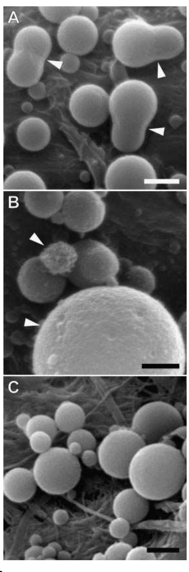 Sem micrographs (a-d) and ftir spectra (e) from reference