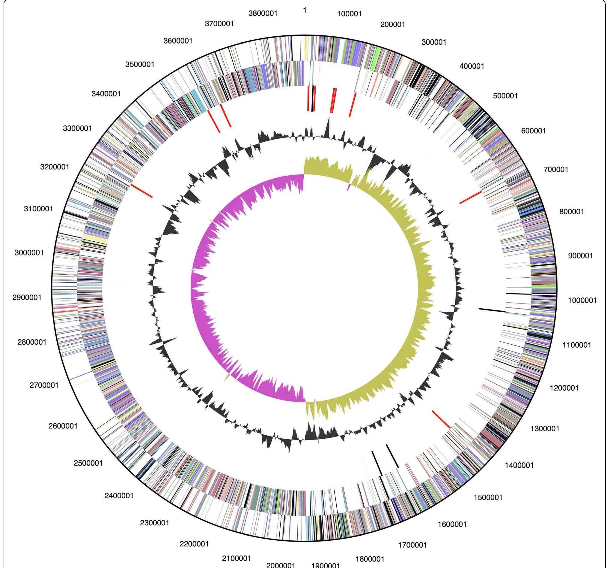 Graphical circular map of the chromosome. from outside to