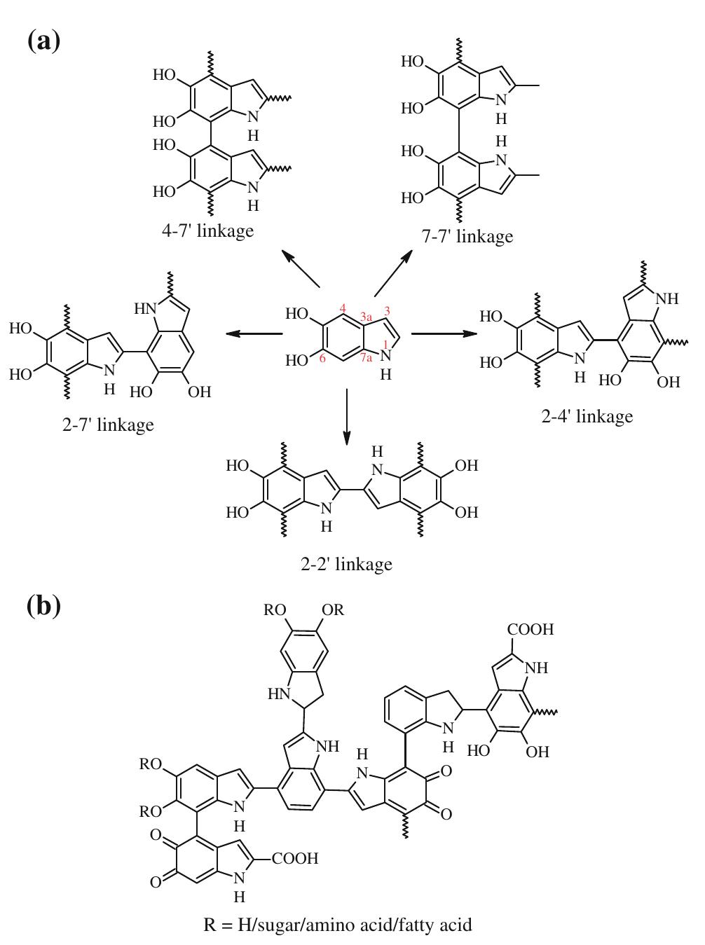 Simplex Compound Structure Structures of a types of linkages found in melanin