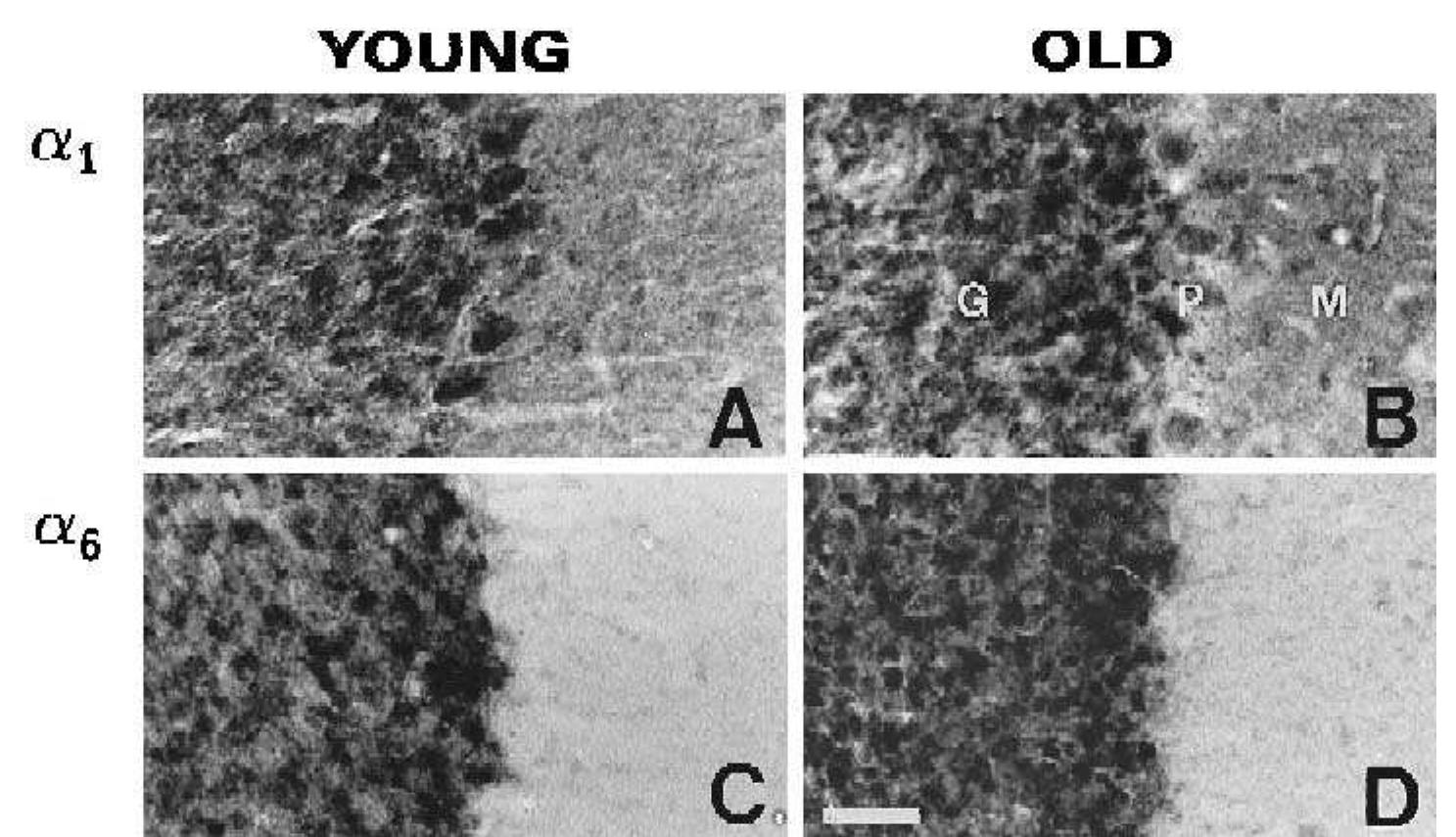 Cerebellum in situ hybridization. panels show a, (a and b),