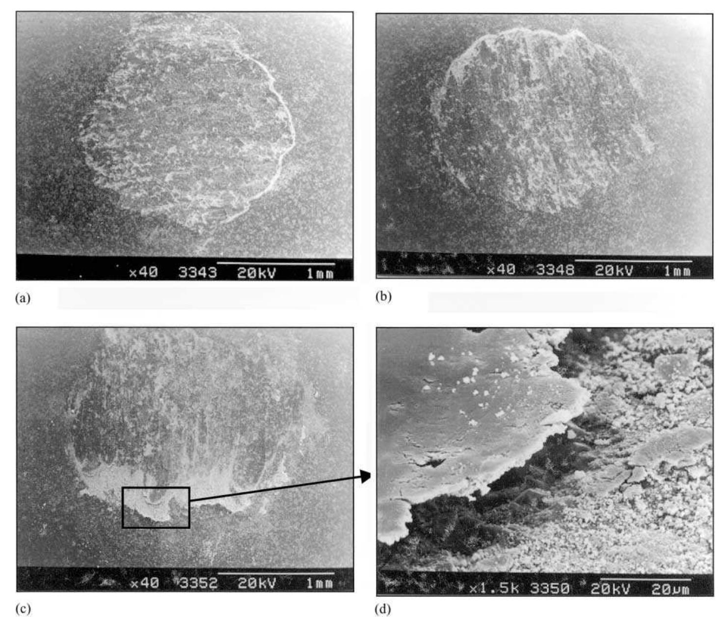 Sem of the worn surfaces: (a) micrograph of the worn surface