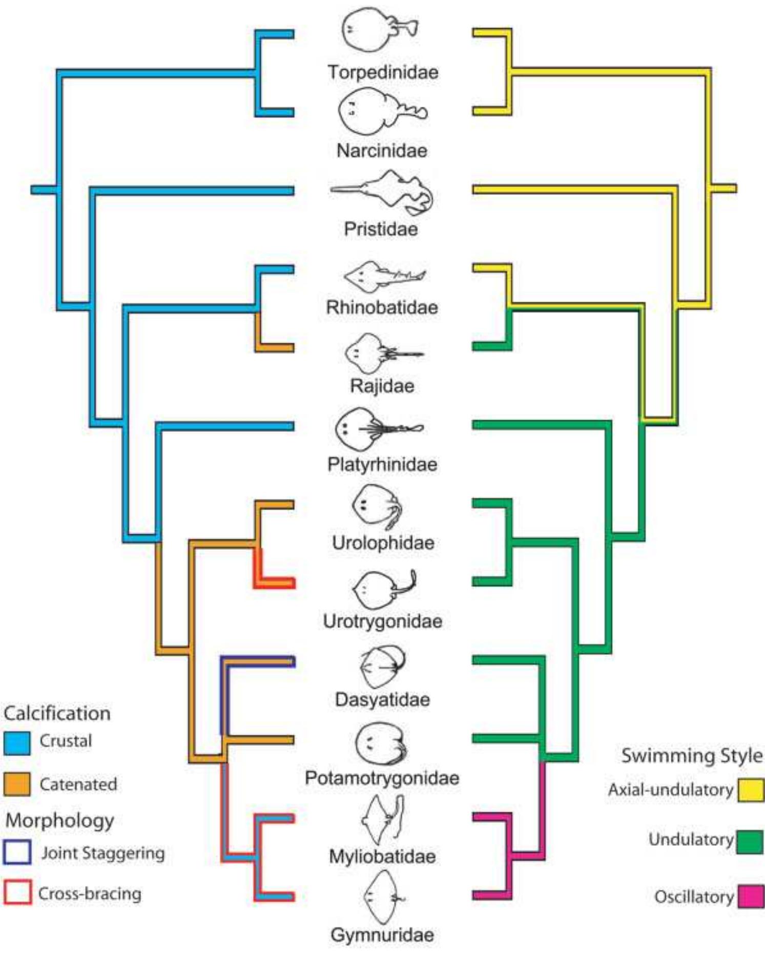 Cladogram depicting the families of batoids sampled and