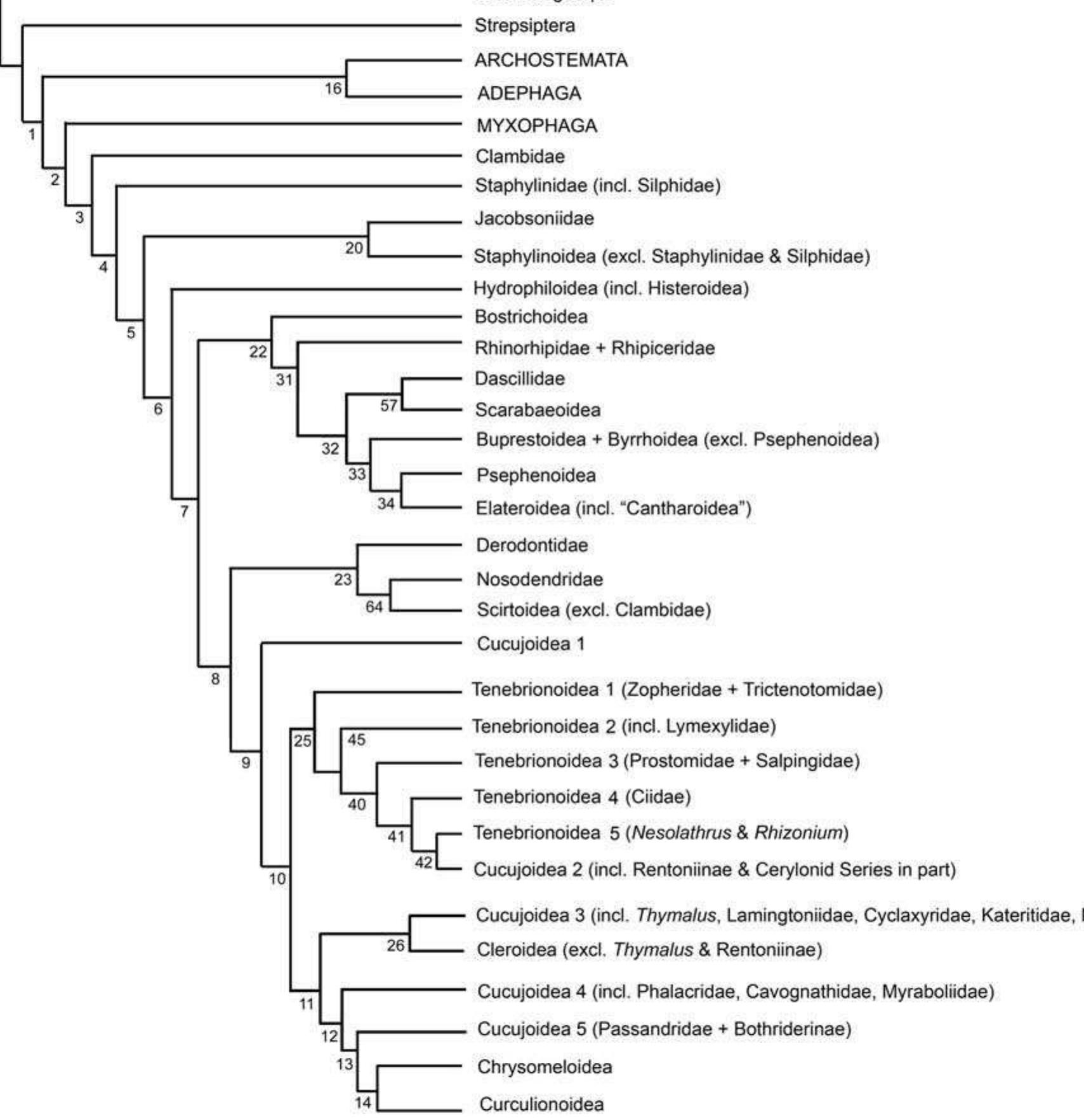Polyphaga Characters (PDF) Phylogeny of the Coleoptera Based on Morphological Characters of ...