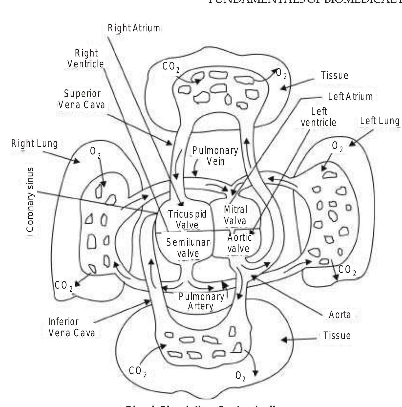 Figure 52 - from Fundamentals of Biomedical Engineering