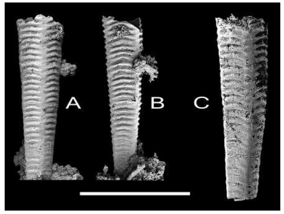 (PDF) Rare Fossils (Conulata; Rostroconchia; Nautiloidea) from the Late ...