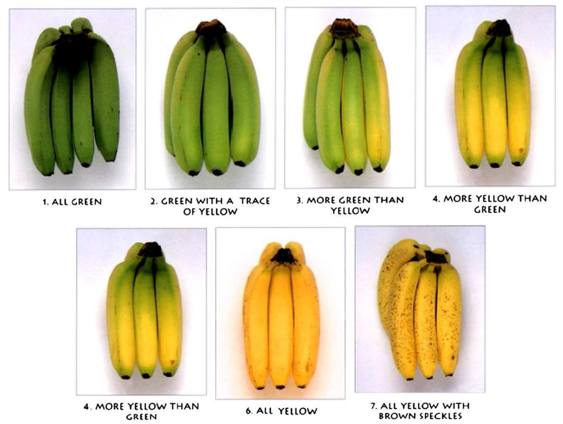 Color chart of banana fruits in various stages (soltani et