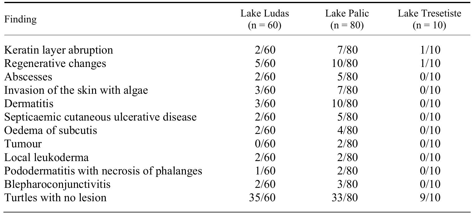 Dermatitis Turtle Most common histopathological lesions of the skin of