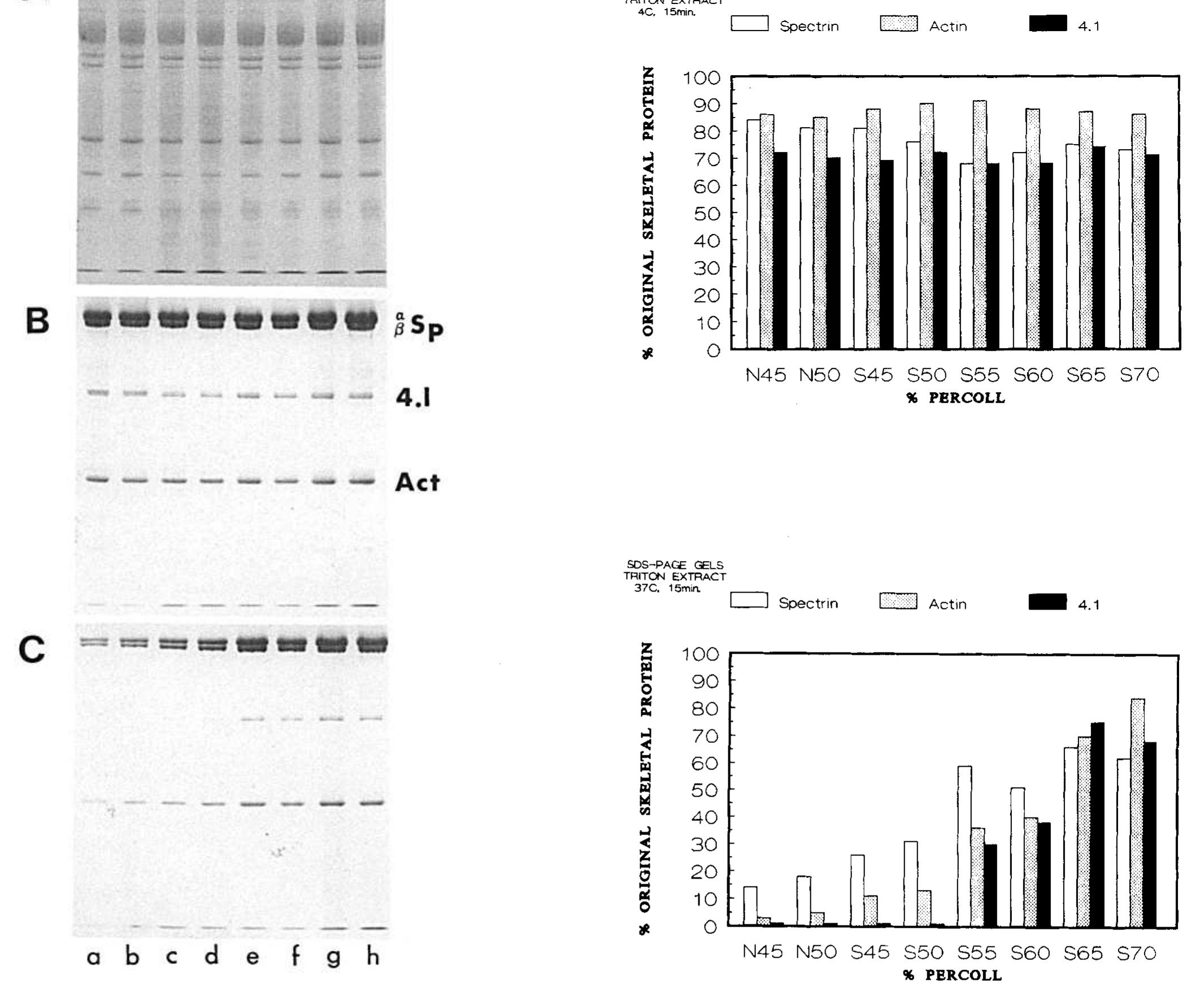 Packed Rbs (PDF) A posttranslational modification of beta-actin contributes to the ...