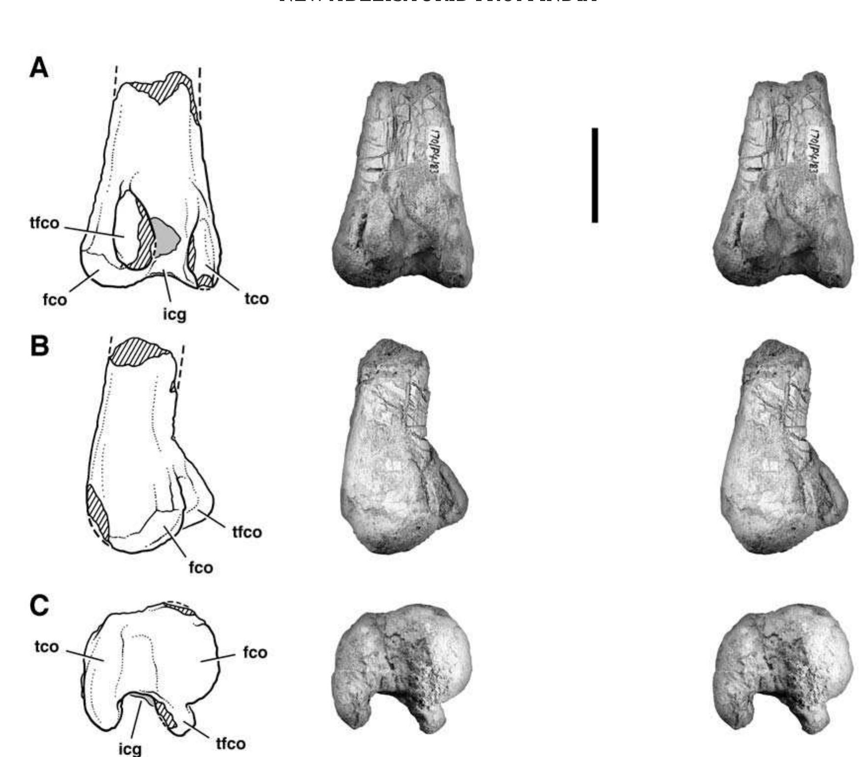 stereopairs and line drawings of the distal portion of the