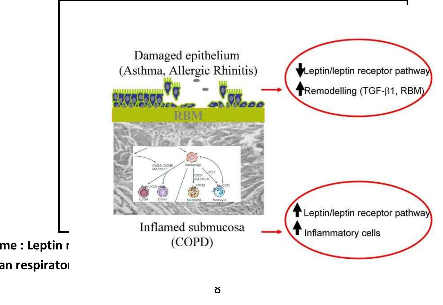 モナカ PDF) Comparative Analysis of Hsp10 and Hsp90 Expression in