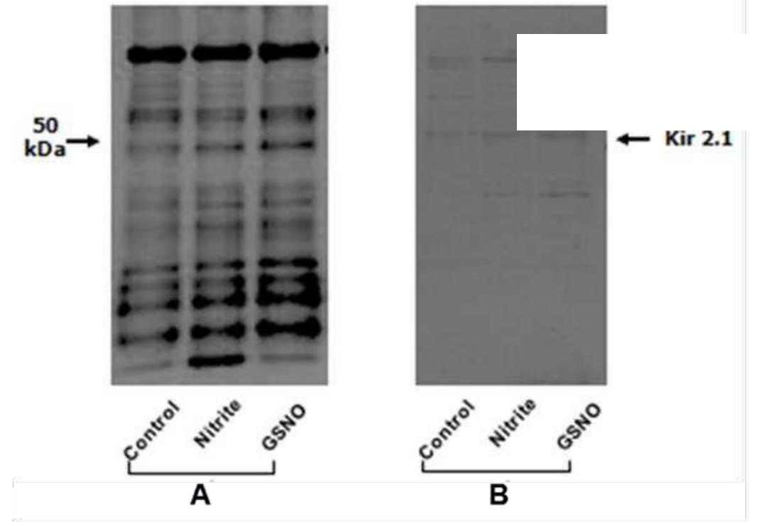 PDF) Comparative Analysis of Hsp10 and Hsp90 Expression in