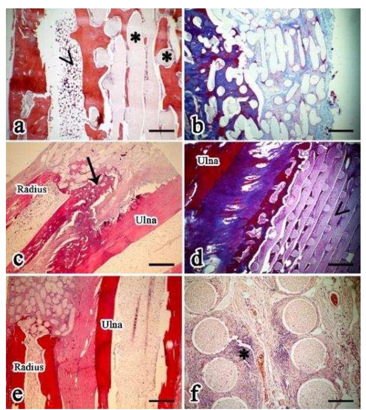 モナカ PDF) Comparative Analysis of Hsp10 and Hsp90 Expression in