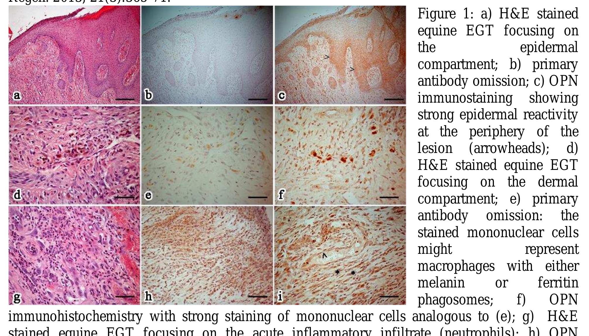 モナカ PDF) Comparative Analysis of Hsp10 and Hsp90 Expression in