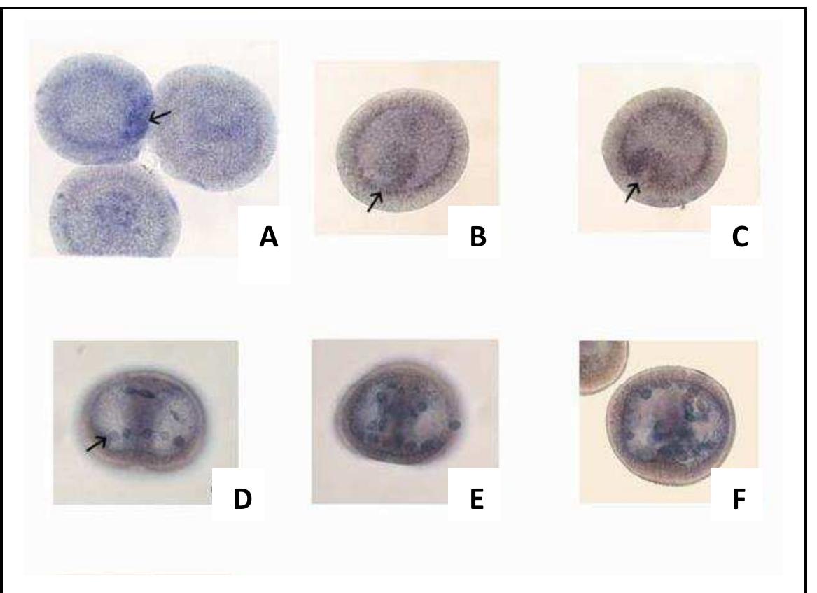 PDF) Comparative Analysis of Hsp10 and Hsp90 Expression in