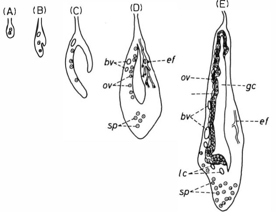 Schematic transverse sections of early developmental stages