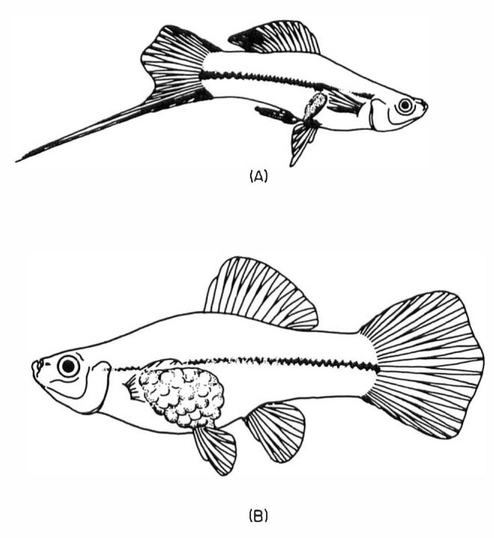 ぐっぴー PDF) Fish Physiology_1969_Vol 03_Reproduction and Growth