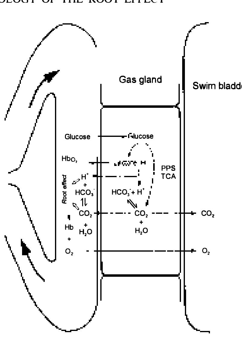 Root Shift Group Metabolic end products of glucose in gas gland cells are