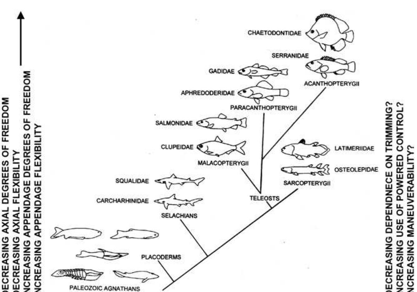 5. a schematic representation of some major evolutionary