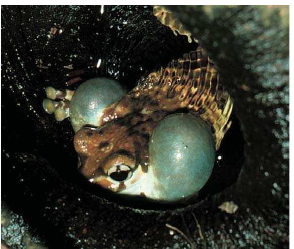 Tatuagem de Perereca: A Solução Definitiva para Quem Busca uma Arte  Temporária Realista e Duradoura, image size:1017x861