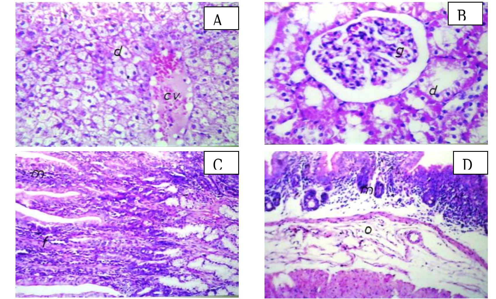 C. Diff In Rabbits (PDF) The Effect of Clostridium difficile Experimental Infection on the ...