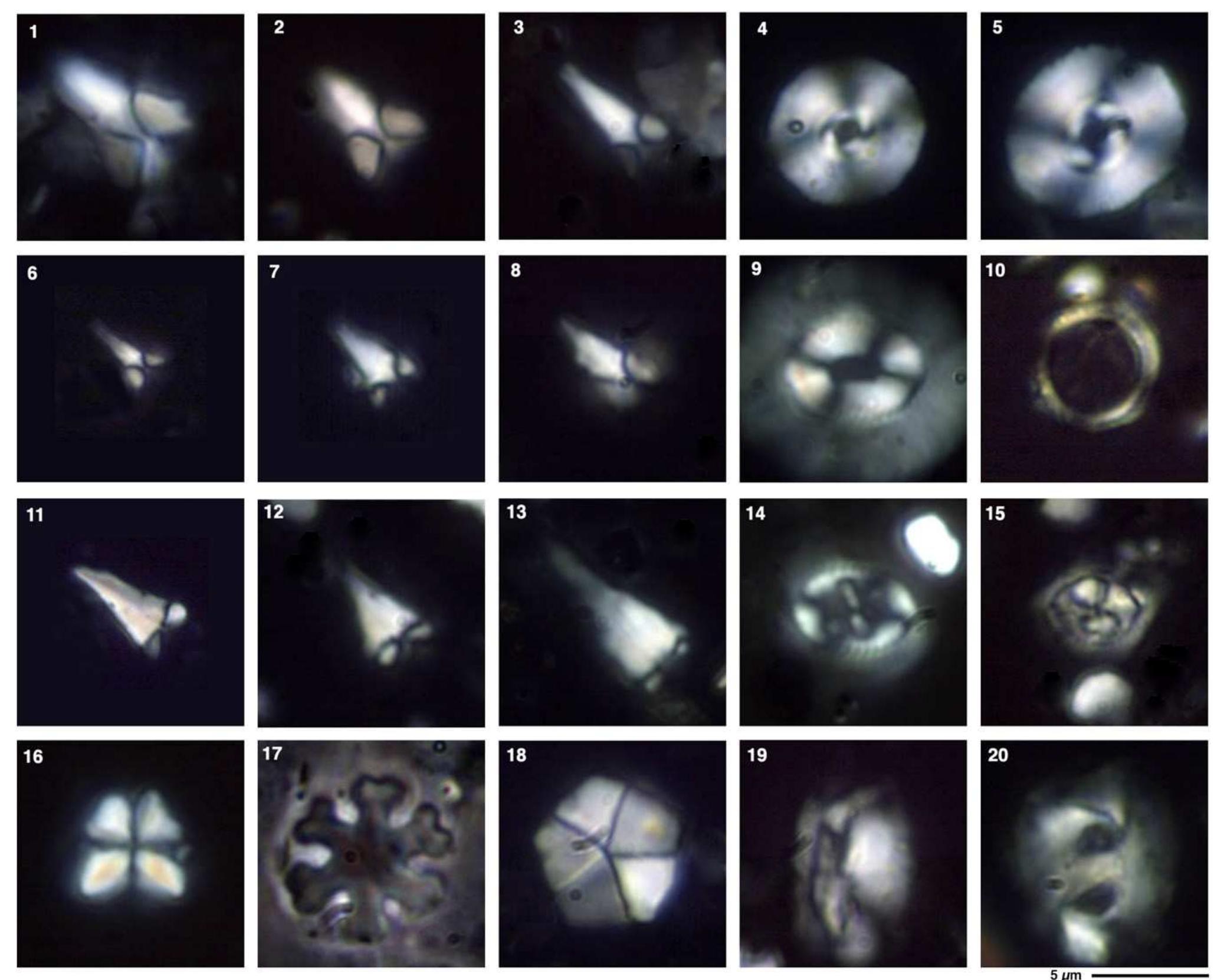 Photomicrographs of early miocene samples from the gomantong