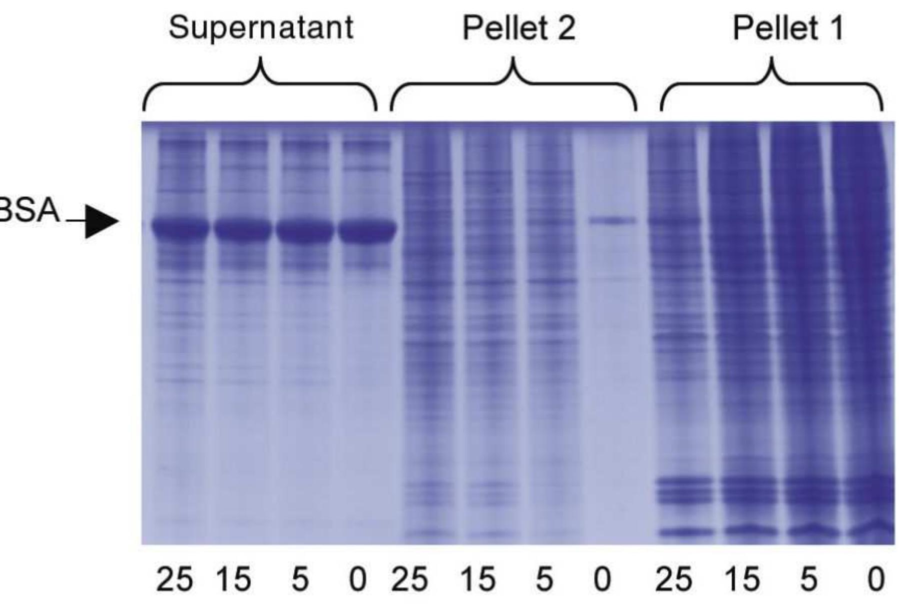 (PDF) Isolation of Mitochondria from Cell Cultures by PCT for Proteomic ...