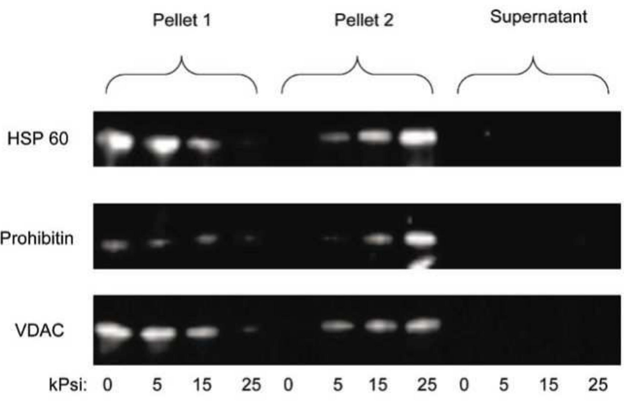 (PDF) Isolation of Mitochondria from Cell Cultures by PCT for Proteomic ...