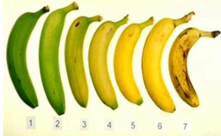 (PDF) Design and Development of a Portable Banana Ripeness Inspection ...