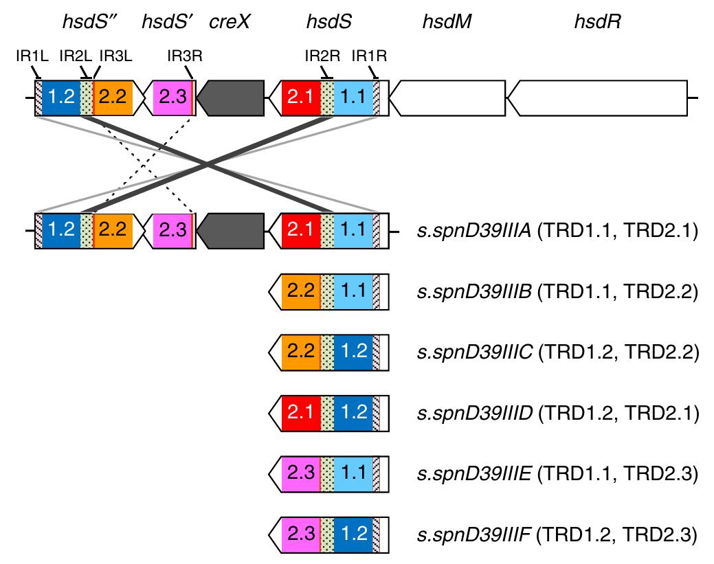 | schematic map of the spnd39lll locus and of the six
