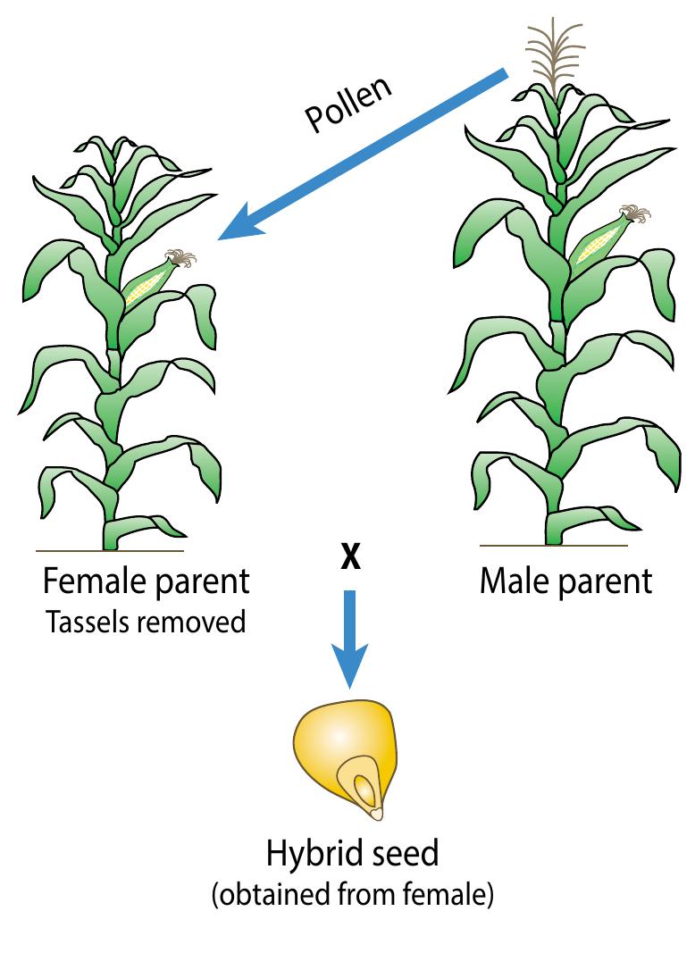 pdf-maize-hybrid-seed-production-manual