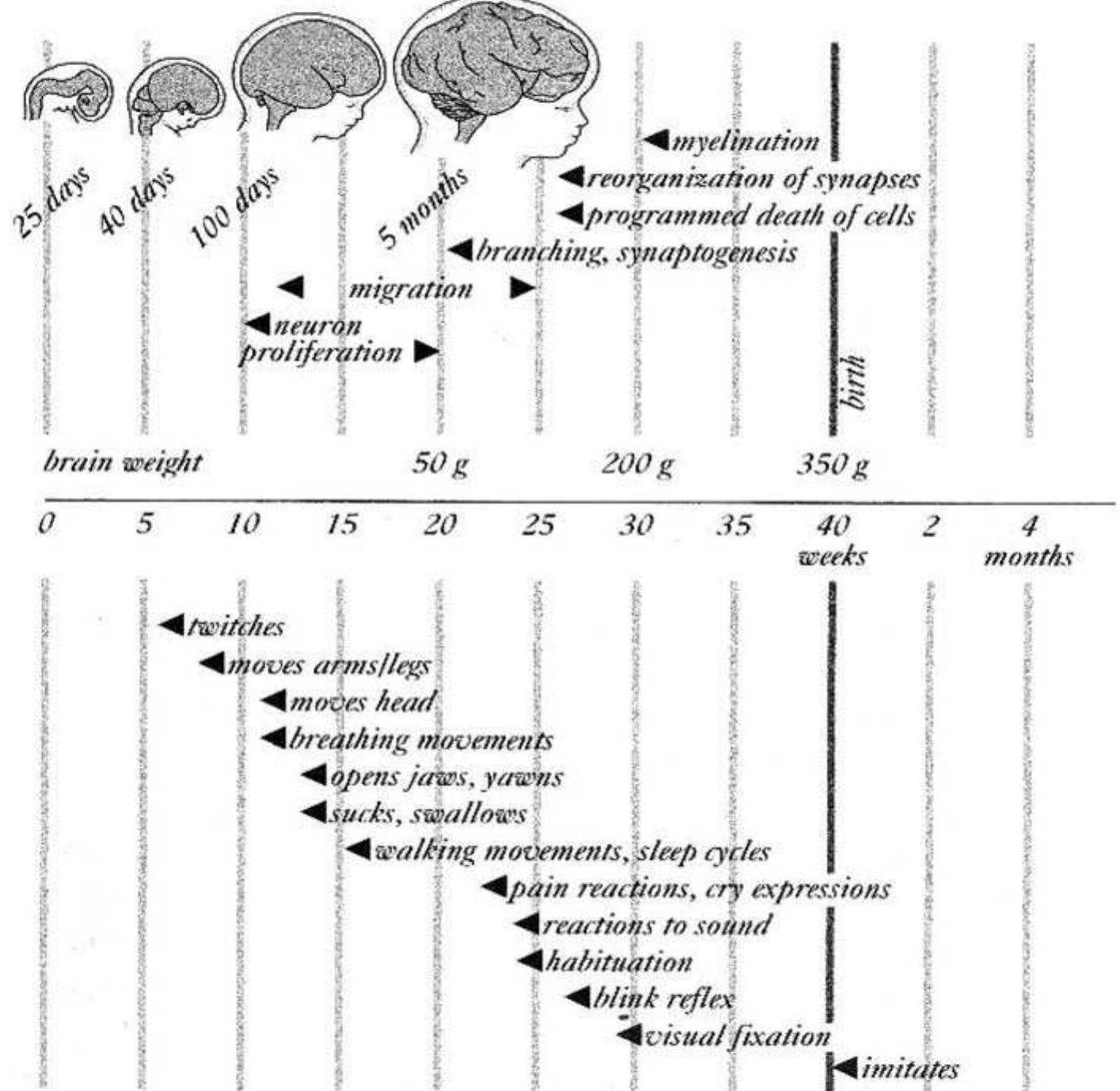 Brain Pattern Development The development of the brain displayed in a schematic form.