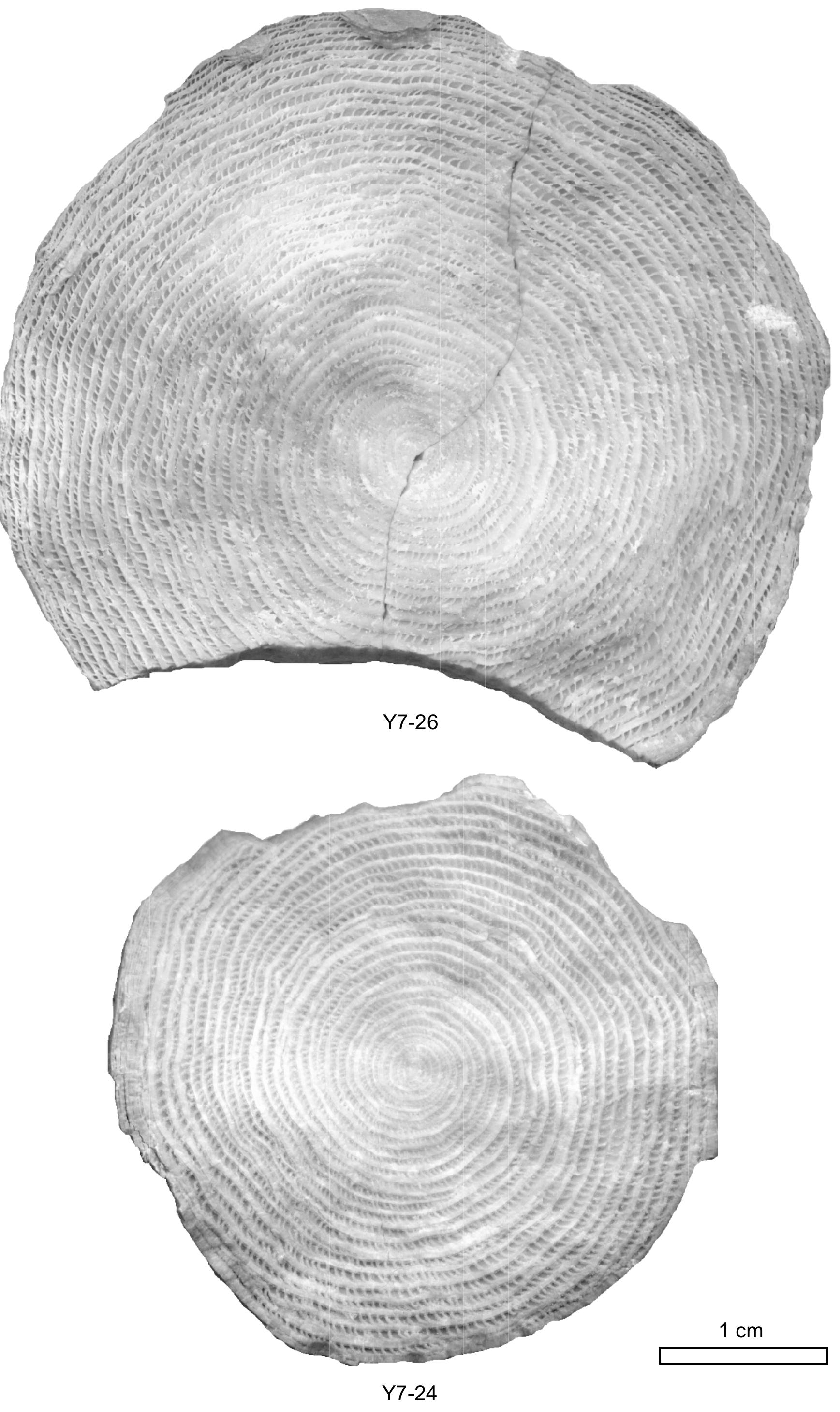 Figure 121