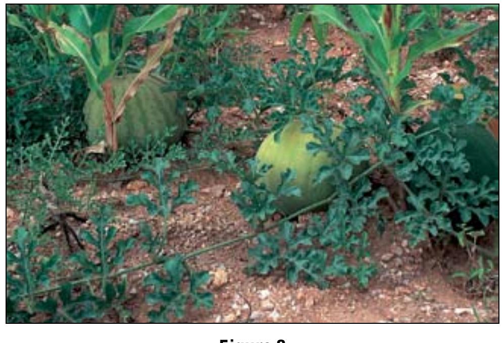 Native Watermelon (PDF) African leafy vegetables in South Africa