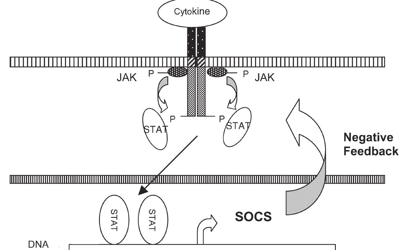 (PDF) Suppressors of cytokine signaling in health and disease