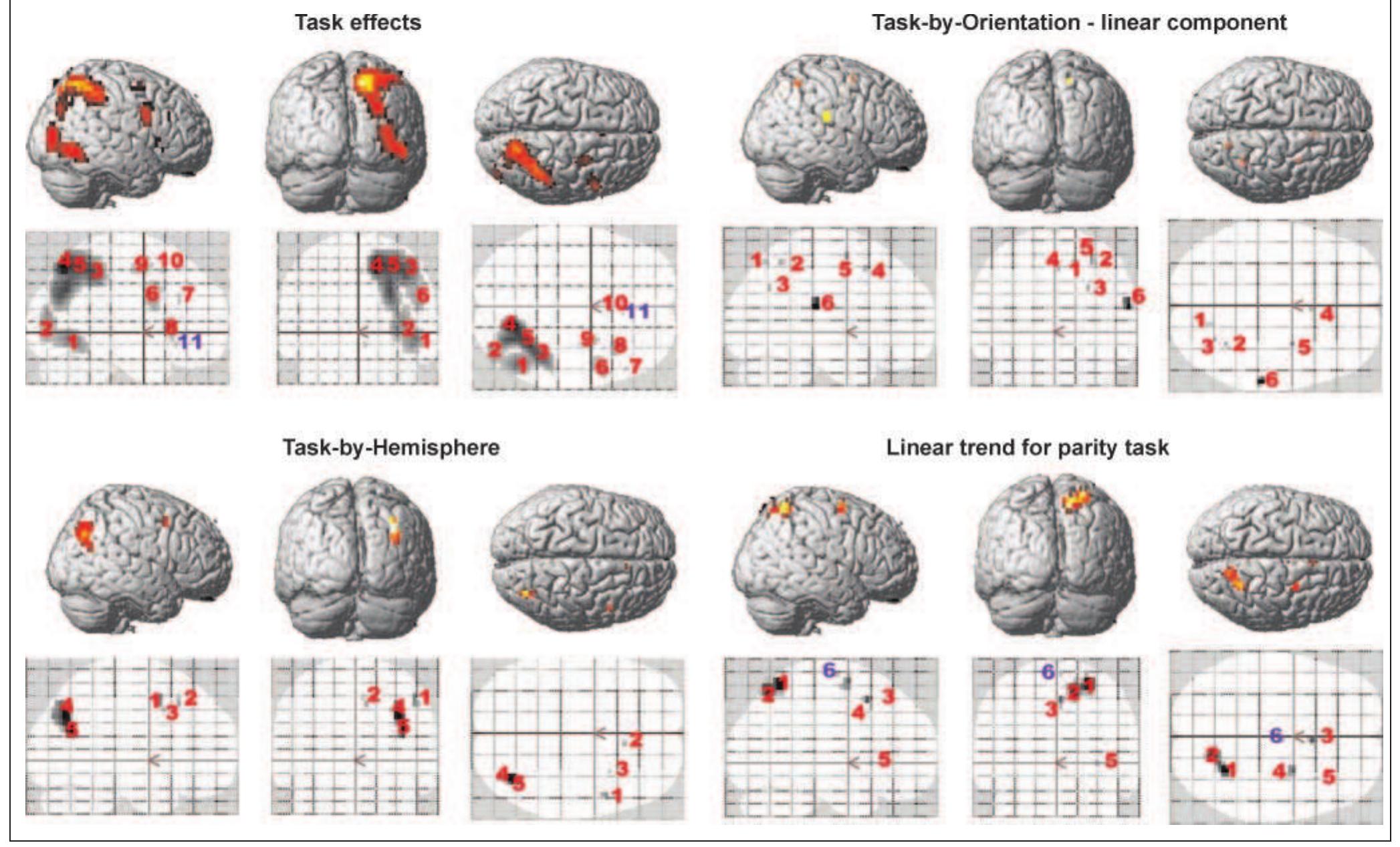 Figure 3 - from Functional Neuroanatomy of Mental Rotation