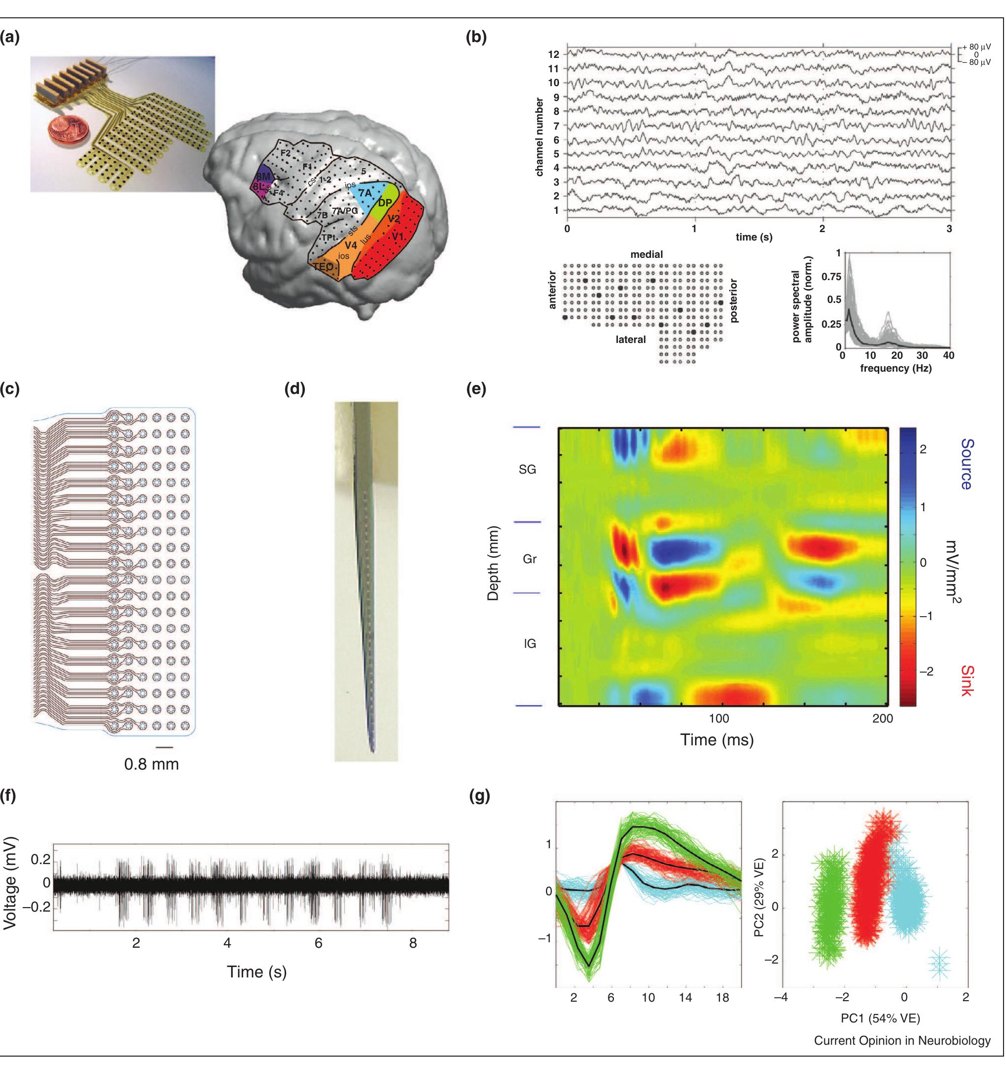 (PDF) Recording of brain activity across spatial scales