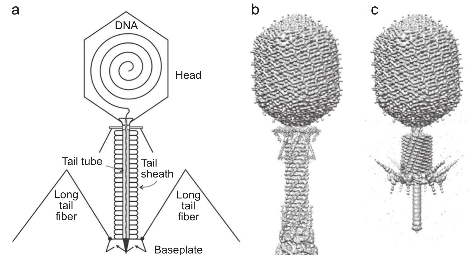 (a) schematic representation and model of bacteriophage t4