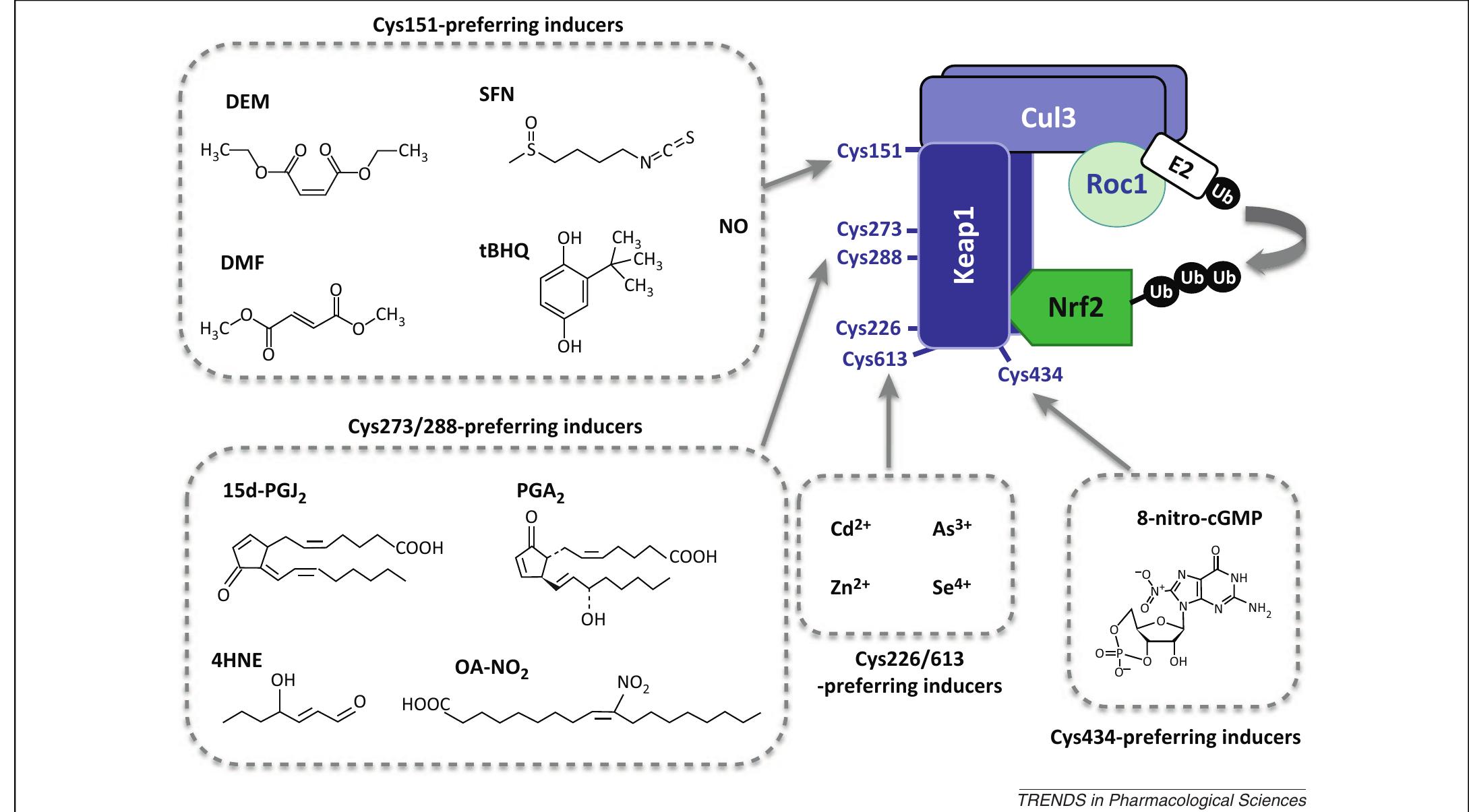 (PDF) Toward clinical application of the Keap1–Nrf2 pathway