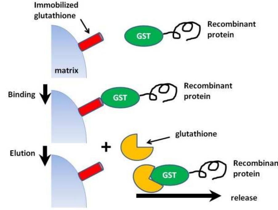 glutathione for gst fusion protein affinity chromatography What is a Pull-Down Assay? The Complete Overview with Protocols an  GoldBio Affinity purification of GST fusion