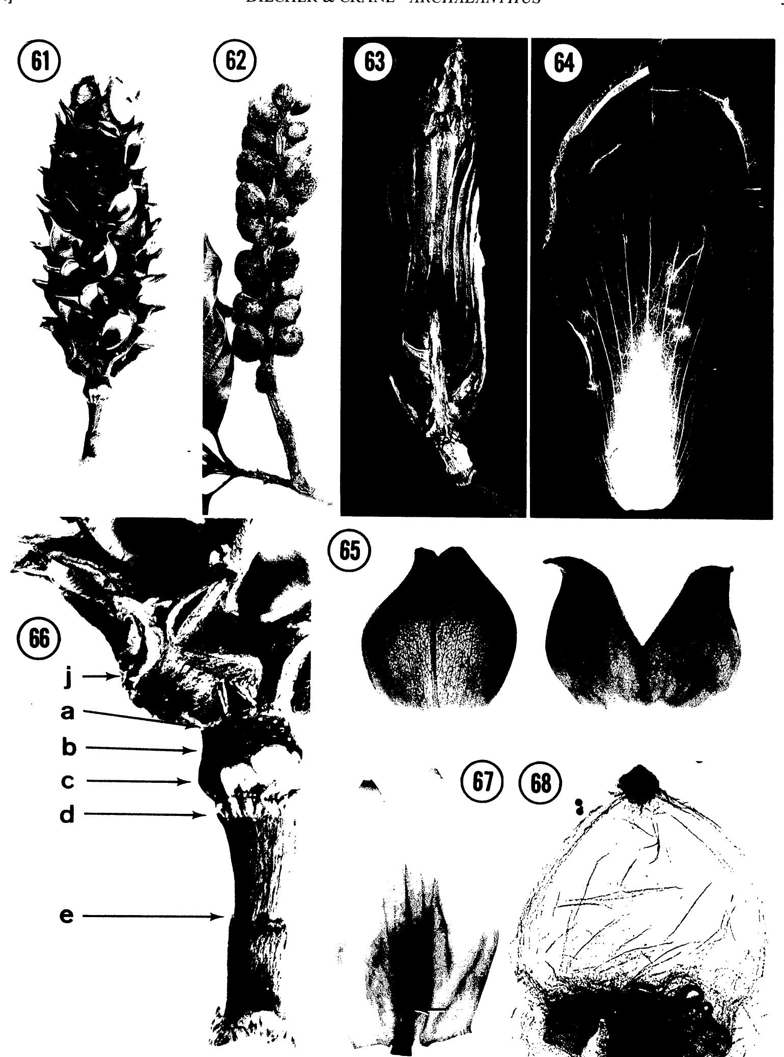 Samaroid (PDF) Archaenthus: An Early Angiosperm From the Cenomanian of the ...