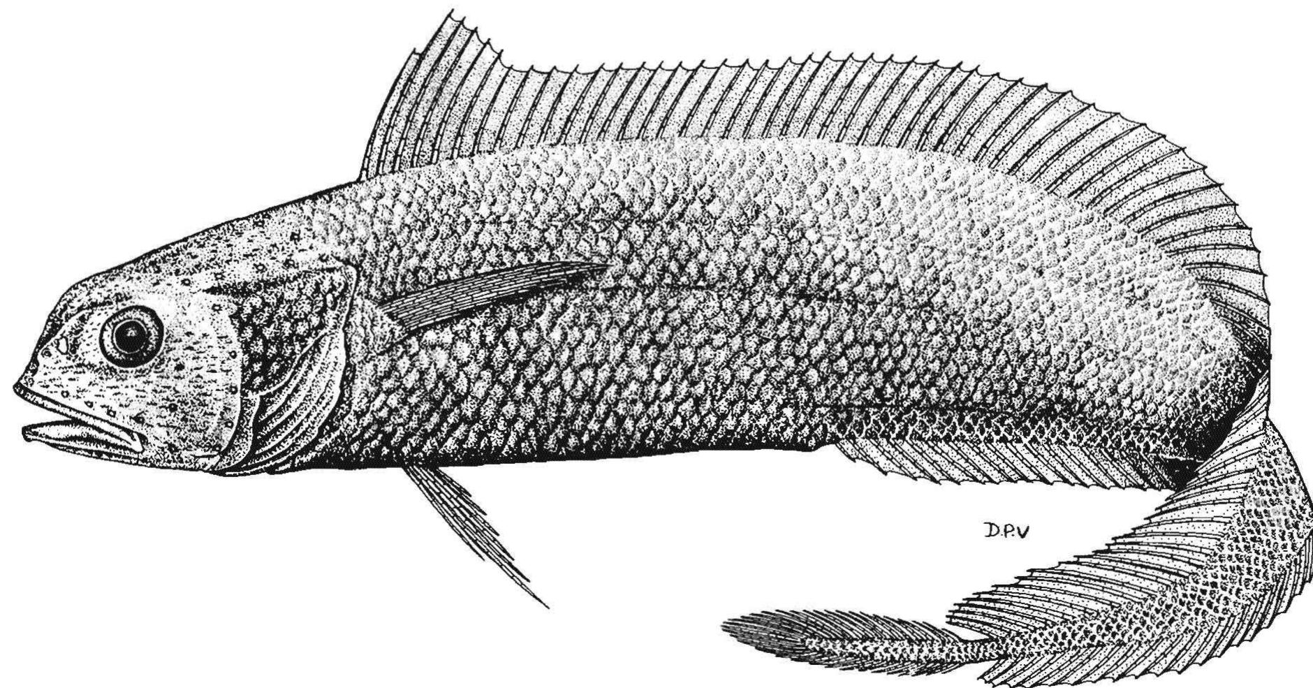 (PDF) Systematics of Polar Fishes