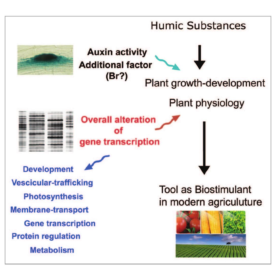 Transcriptomics Soil Humic Substance (PDF) Humic substances biological activity at the plant-soil interface